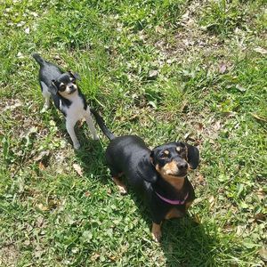 Meet your Posher, Patsy